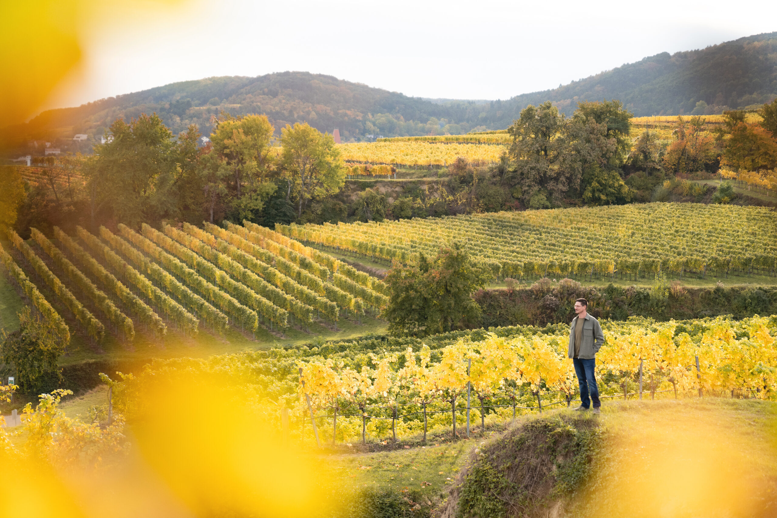 Überblick über das Weinbaugebiet Traisental